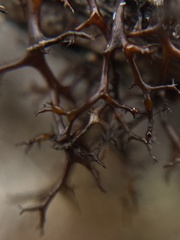 Bryocaulon divergens