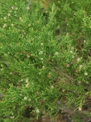 Juniperus pseudosabina