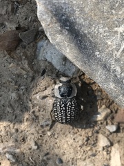 Microschatia solieri