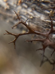 Bryocaulon divergens