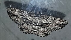 Scioglyptis canescaria