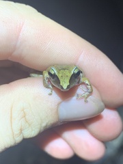 Pristimantis reichlei