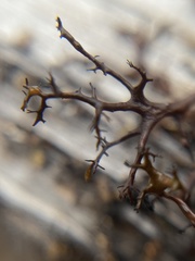 Bryocaulon divergens