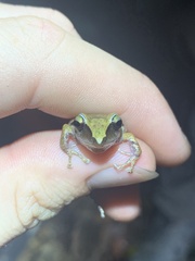 Pristimantis reichlei