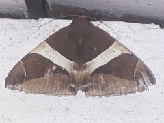 Bastilla crameri