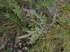 Psephellus sibiricus