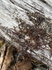 Bryocaulon divergens