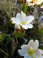 Epilobium vernicosum