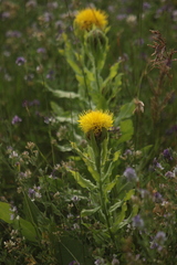 Centaurea macrocephala