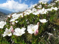Epilobium vernicosum