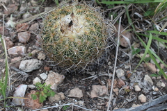 Coryphantha pallida