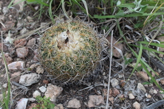 Coryphantha pallida