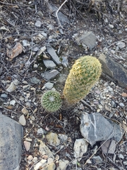 Mammillaria parkinsonii