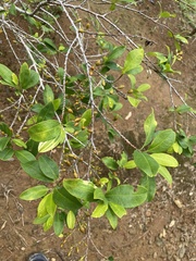 Erythroxylum coca