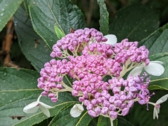 Hydrangea longifolia