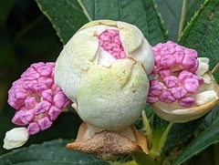 Hydrangea longifolia