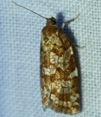 Choristoneura retiniana