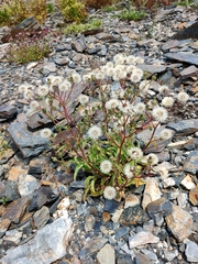 Picris hieracioides morrisonensis