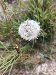 Picris hieracioides morrisonensis
