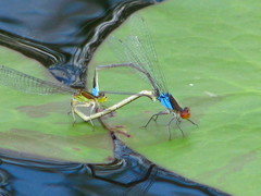 Erythromma najas humerale