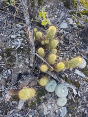 Lophophora diffusa