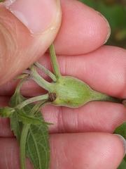 Neolasioptera eupatorii