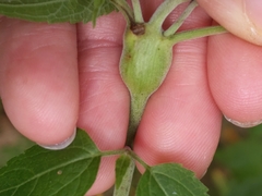 Neolasioptera eupatorii