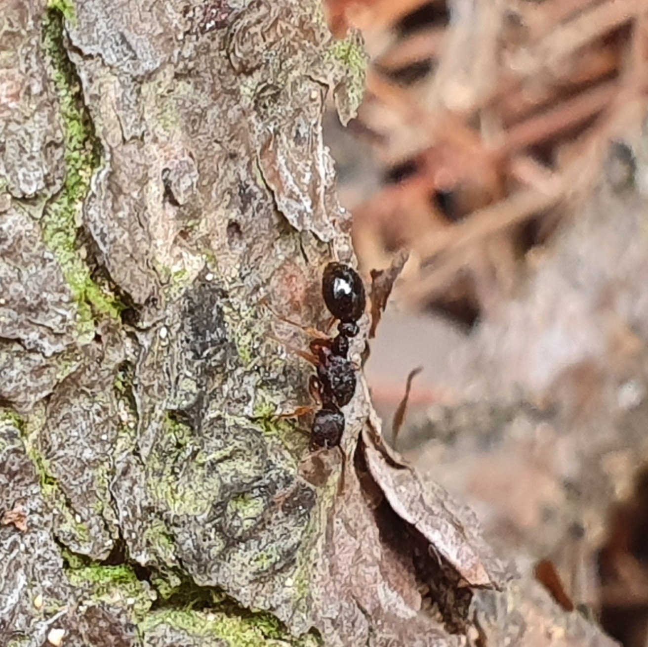 Myrmica excelsa