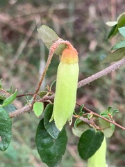 Correa reflexa reflexa