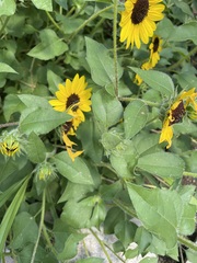 Anthophila