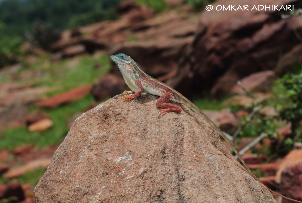 Gokak Fan-Throated Lizard