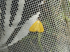 Anania crocealis