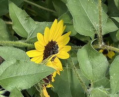 Anthophila