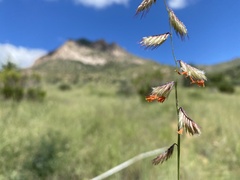 Bouteloua chondrosioides