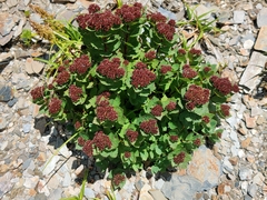 Spiraea morrisonicola