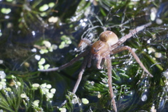 Dolomedes fimbriatus