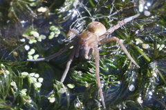 Dolomedes fimbriatus