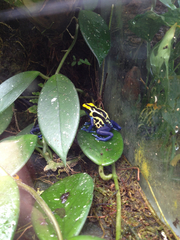 Dendrobates tinctorius