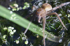 Dolomedes fimbriatus