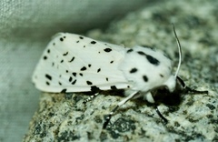 Hypercompe permaculata