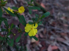 Hibbertia monogyna