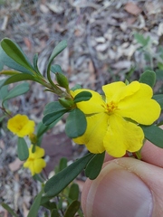 Hibbertia monogyna