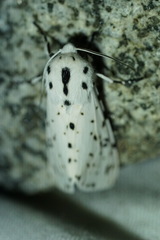 Hypercompe permaculata