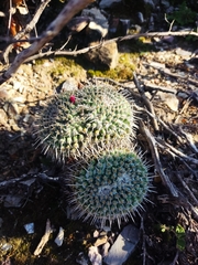Mammillaria parkinsonii
