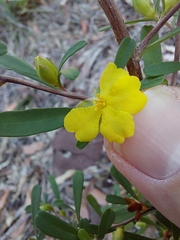 Hibbertia monogyna