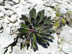 Pachycladon latisiliquum