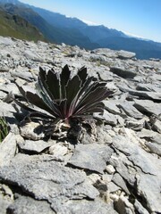 Pachycladon latisiliquum