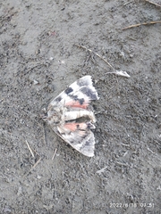 Catocala nupta
