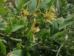 Clematis orientalis