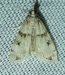 Eudonia spaldingalis